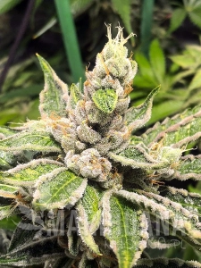Mamacita's Cookies - MINISTRY OF CANNABIS