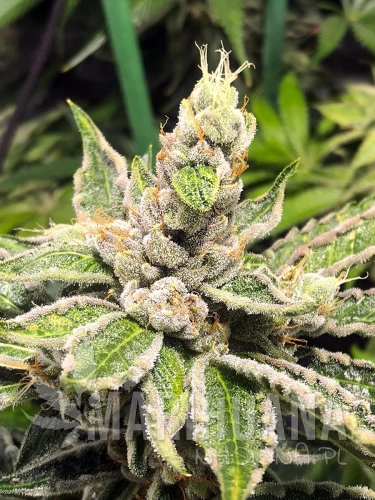 mamacitas-cookies_1.jpg