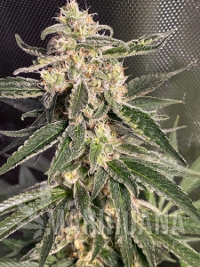Sweet Donkey Auto - MINISTRY OF CANNABIS