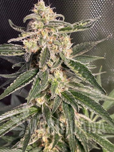 Sweet Donkey Auto - MINISTRY OF CANNABIS.jpg
