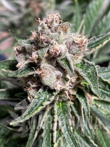 Mars Mellow - MINISTRY OF CANNABIS