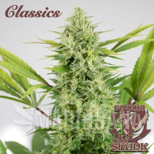 Buddha Auto Skunk - BUDDHA SEEDS