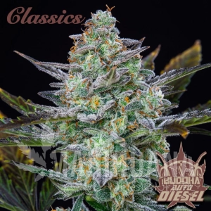 Buddha Auto Diesel - BUDDHA SEEDS