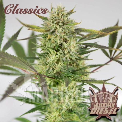 buddha-diesel.jpg