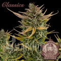 buddha-auto-critical.jpg