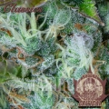 buddha-auto-critical (1).jpg