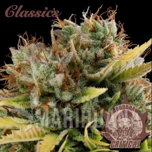 Buddha Critical - BUDDHA SEEDS