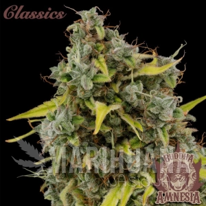 Buddha Amnesia - BUDDHA SEEDS