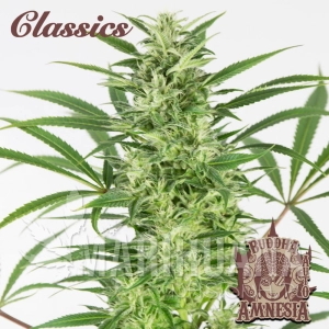 Buddha Auto Amnesia - BUDDHA SEEDS