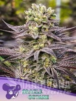 Oracle Octane - ANESIA SEEDS