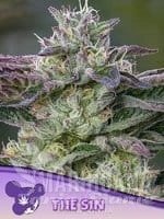 The Sin - ANESIA SEEDS