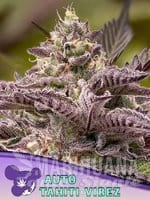 Tahiti Vibez Auto - ANESIA SEEDS