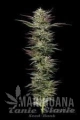 nutter-budder-humboldt-seed-company-2.jpg