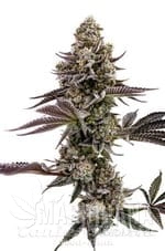 Blueberry Cupcake - HUMBOLDT SEED COMPANY