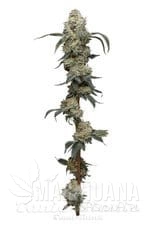 farmer-s-daughter-humboldt-seed-company-1.jpg