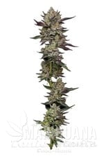 Poddy Mouth - HUMBOLDT SEED COMPANY