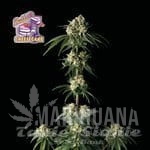 Bubba Cheesecake - SEEDSMAN