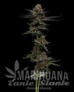 Vanilla Créme Pie - HUMBOLDT SEED COMPANY