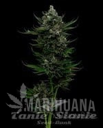 All Gas OG Auto - HUMBOLDT SEED COMPANY
