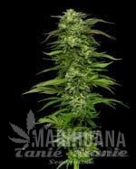 Dream Queen Auto - HUMBOLDT SEED COMPANY