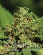 emerald-fire-og-auto-humboldt-seed-company-1.jpg