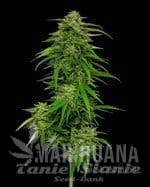 mango-sherbert-auto-humboldt-seed-company-1.jpg