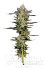 mint-jelly-auto-humboldt-seed-company-1.jpg