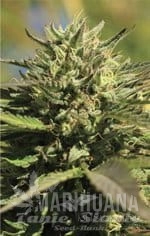 og-kush-auto-humboldt-seed-company-1.jpg