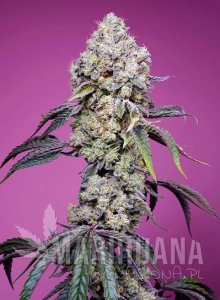 Sweet Mandarine Zkittlez F1 Fast Version - SWEET SEEDS