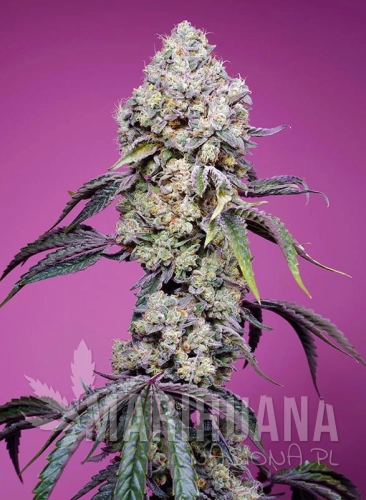 sweet-mandarine-zkittlez-f1-fast-version.jpg