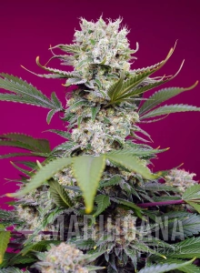 Sweet Mandarine Zkittlez XL Auto - SWEET SEEDS
