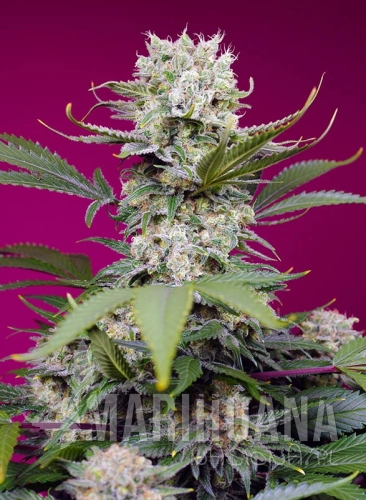 sweet-mandarine-zkittlez-xl-auto.jpg