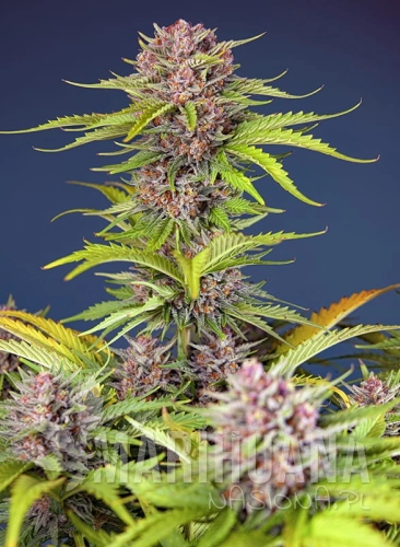 mimosa-bruce-banner-xl-auto (2).jpg