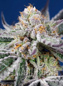 Orange Apricot Glue XL Auto - SWEET SEEDS