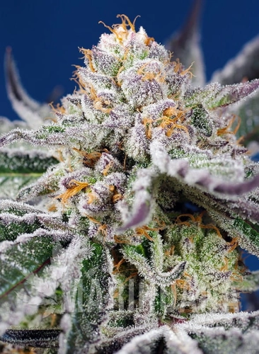 orange-apricot-glue-xl-auto (2).jpg