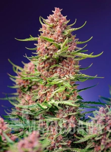 Strawberry Cola Sherbet F1 Fast Version - SWEET SEEDS
