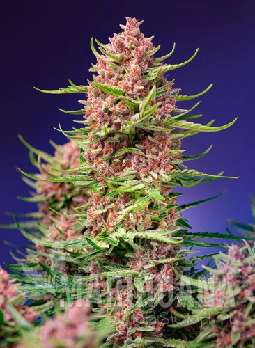 strawberry-cola-sherbet-f1-fast-version (2).jpg