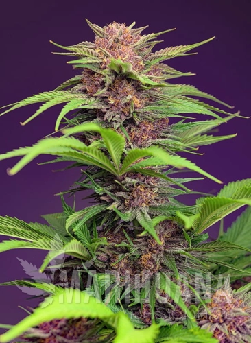 red-mimosa-xl-auto (2).jpg