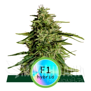 Milky Way F1 Hybryda - ROYAL QUEEN SEEDS
