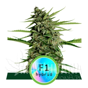 Orion F1 Hybryda - ROYAL QUEEN SEEDS