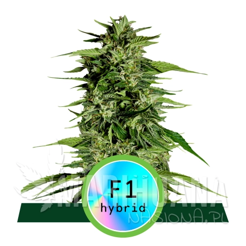 Hybrids_ProductPage_HyperionF1.jpg