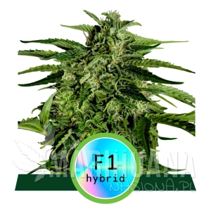 Apollo F1 Hybryda - ROYAL QUEEN SEEDS