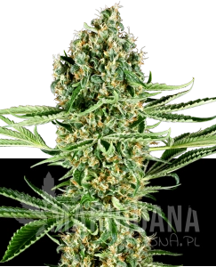 Critical Runtz - SENSI SEEDS