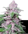 purple-cookie-kush-feminizowane-xl.png