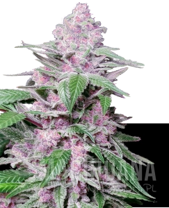 Purple Cookie Kush - SENSI SEEDS