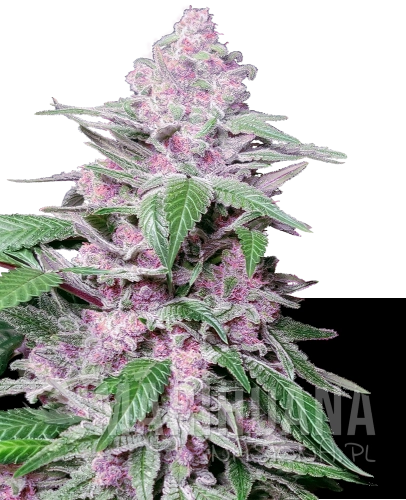 purple-cookie-kush-feminizowane-xl.png
