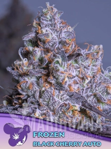 Frozen Black Cherry Auto - ANESIA SEEDS