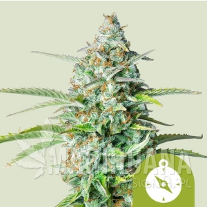 Northern Light Automatic - ROYAL QUEEN SEEDS