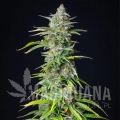 northern-light-automatic-bud.jpg