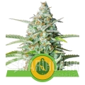Northern_Light_Automatic-royal.jpg